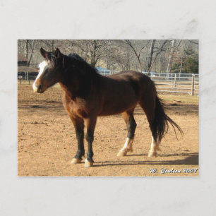 Mustang Mare Postkarte