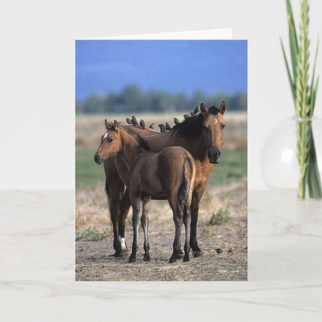 Mustang Mare und Foal Stehend mit Vögeln Karte (Vorderseite)