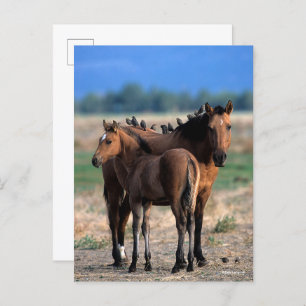 Mustang Mare und Foal Stehend mit Vögeln Postkarte