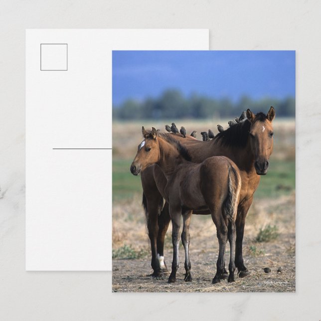 Mustang Mare und Foal Stehend mit Vögeln Postkarte (Vorne/Hinten)