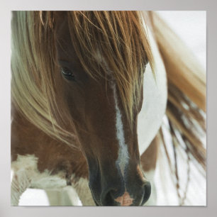 Mustang-Pferdedruck Poster