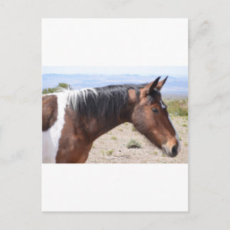 Mustang Postkarte
