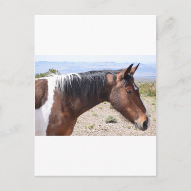 Mustang Postkarte (Vorderseite)