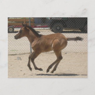 Mustang-Spirit Postcard Postkarte