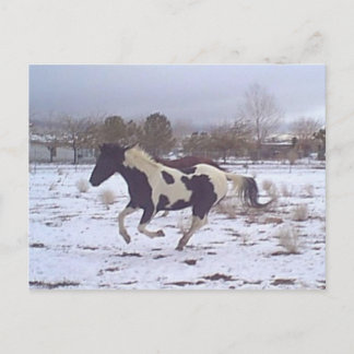 Mustang-Spirit Postcard Postkarte