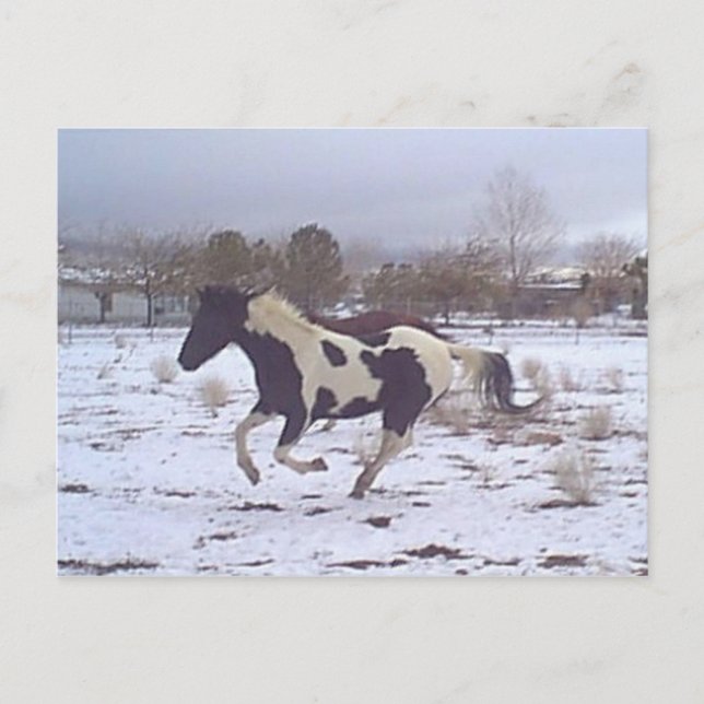 Mustang-Spirit Postcard Postkarte (Vorderseite)