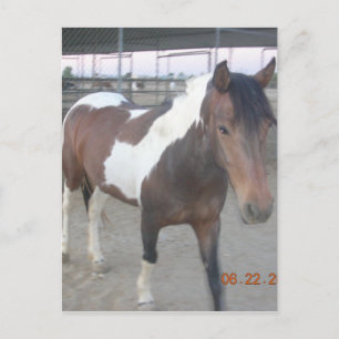 Mustang-Spirit-Postkarte Postkarte