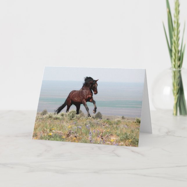 Mustang Stallion, Clancy- Grußkarte Karte (Vorderseite)
