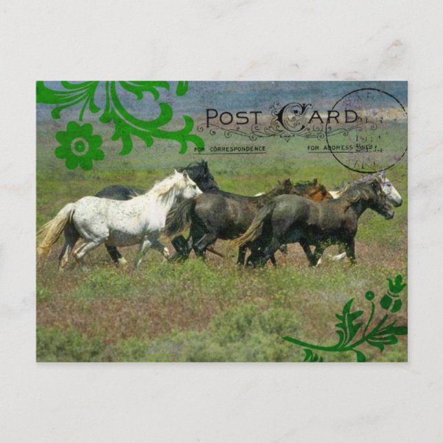 Mustangs Postcard Postkarte (Vorderseite)