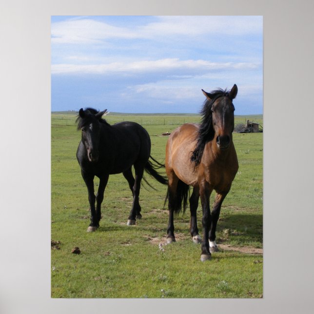 Mustangs Poster (Vorne)