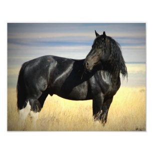 MustangStallion "SOX " Fotodruck