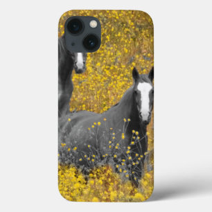 Mustard and Horses title_seo2