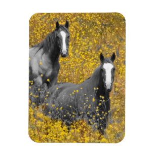 Mustard and Horses Magnet