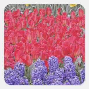 Muster aus Hyazinthen, Tulpen und Narzissen, Quadratischer Aufkleber