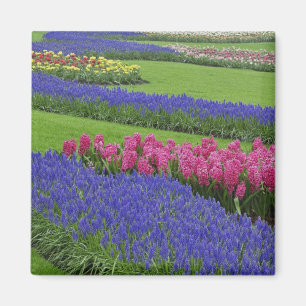 Muster aus Traubenhyazinthen, Tulpen und Magnet