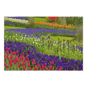 Muster aus Tulpen Hyazinthen und Traubenhyazinthen Fotodruck