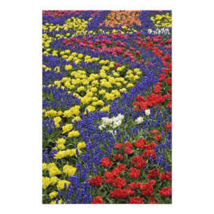 Muster aus Tulpen und Traubenhyazinthenblüten, 2 Fotodruck