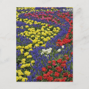 Muster aus Tulpen und Traubenhyazinthenblüten, 2 Postkarte