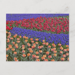 Muster aus Tulpen und Traubenhyazinthenblüten, 3 Postkarte
