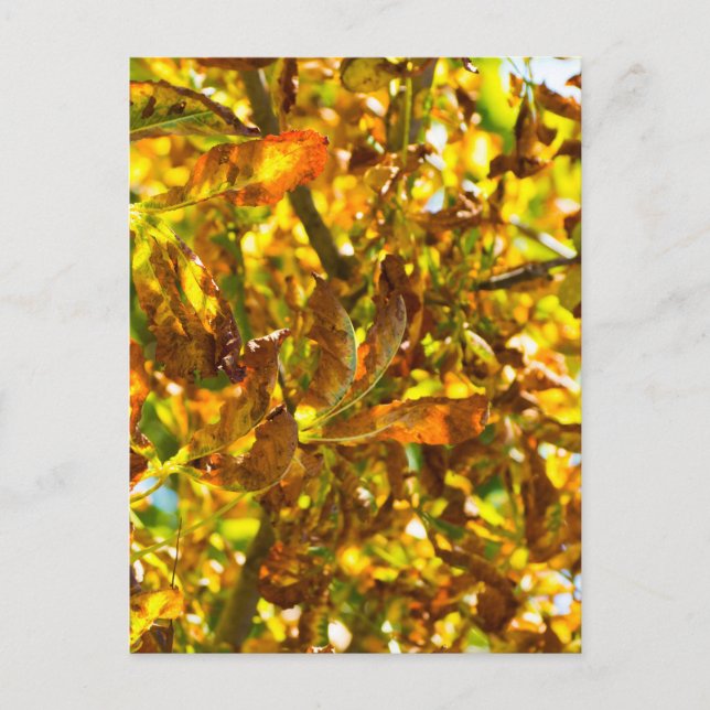 Muster der Herbstblätter Postkarte (Vorderseite)