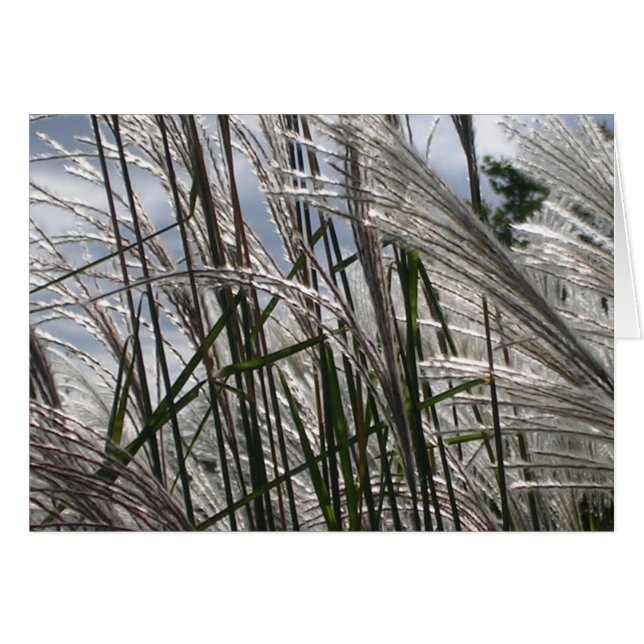 Muster der Natur (Vorderseite (Horizontal))