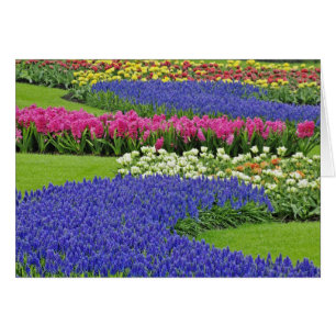 Muster der Traubenhyazinthe, Tulpen und 3