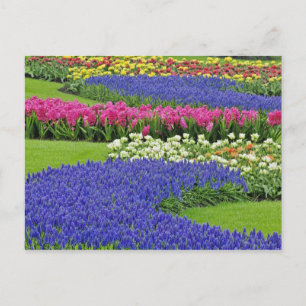 Muster der Traubenhyazinthe, Tulpen und 3 Postkarte