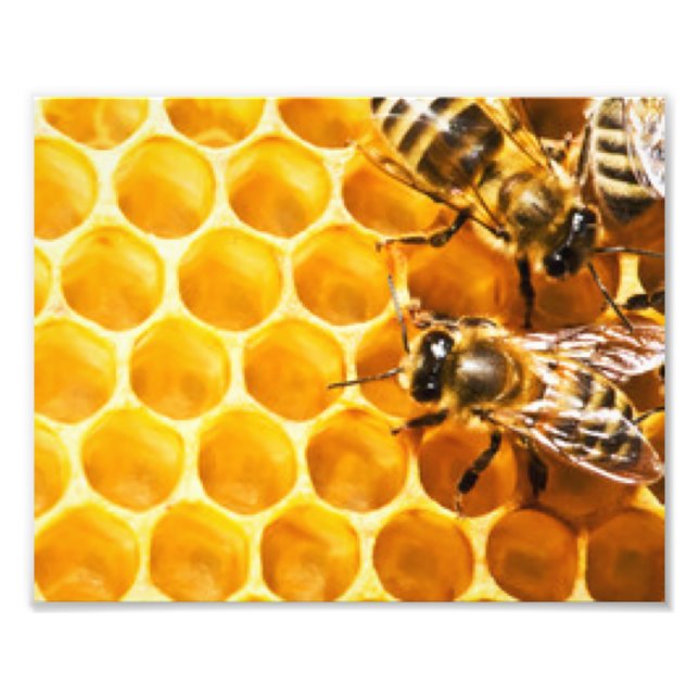 Muster für Honigwaben und Bienen Fotodruck (Vorne)