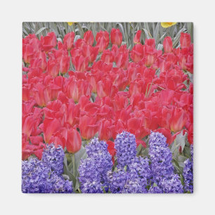 Muster von Hyazinthen, Tulpen und Narzissen, Magnet