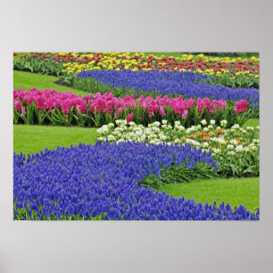 Muster von Traubentrester, Tulpen und 3 Poster