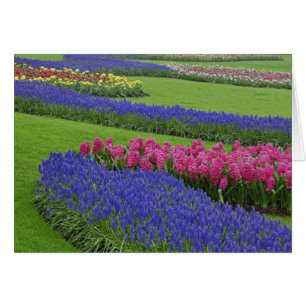 Muster von Traubentreu, Tulpen und