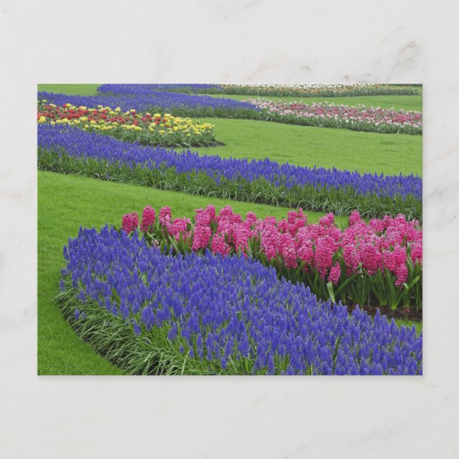 Muster von Traubentreu, Tulpen und Postkarte (Vorderseite)