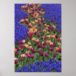 Muster von Tulpen und Blume aus Traubenzucker, Poster