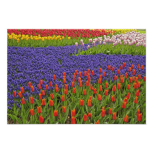 Muster von Tulpen und Blume von Traubenhyakinth, 2 Fotodruck