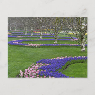 Muster von Tulpen und Blume von Traubenzucker, 4 Postkarte
