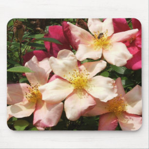 Mutabilis Rose Mousepad