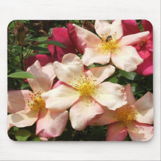 Mutabilis Rose Mousepad