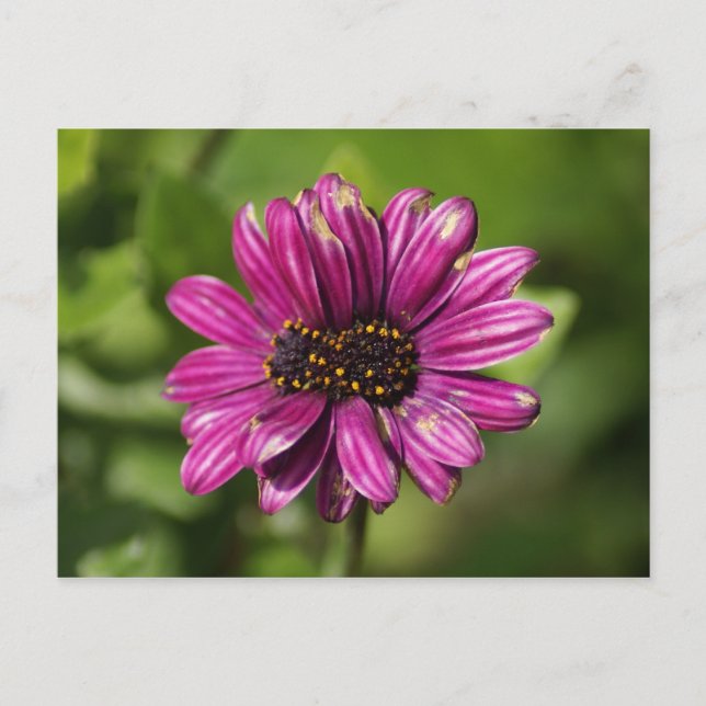 Mutant Osteospermum / Dimorphotheca Postkarte (Vorderseite)
