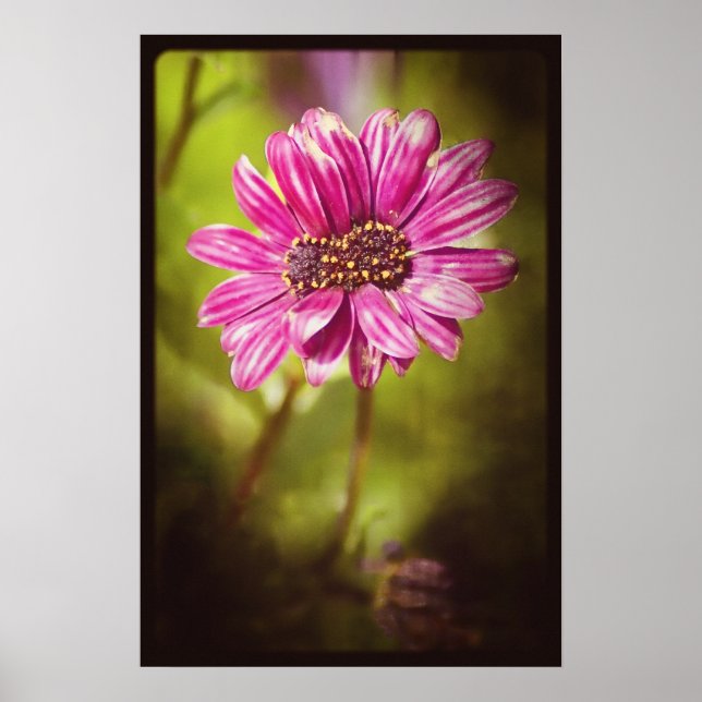 Mutant Osteospermum/Dimorphotheca v.2 Poster (Vorne)