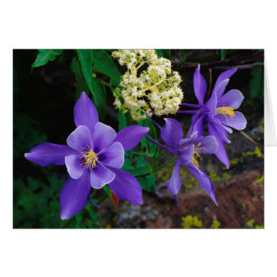 Mutante Akelei-Wildblumen