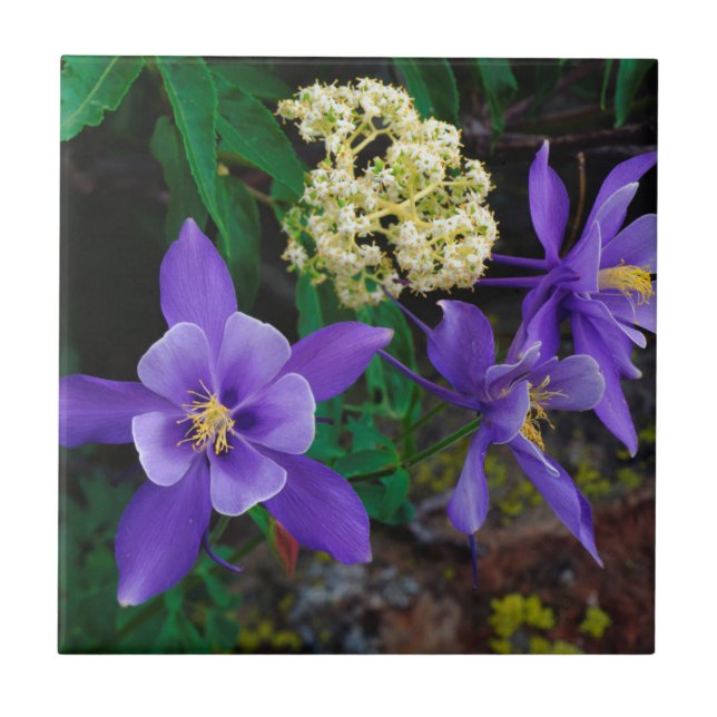Mutante Akelei-Wildblumen Fliese (Vorderseite)