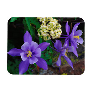 Mutante Akelei-Wildblumen Magnet
