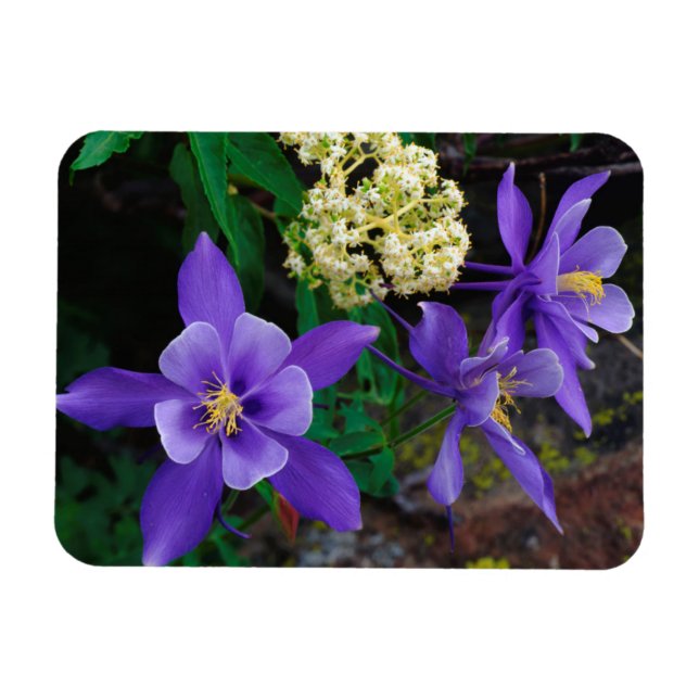 Mutante Akelei-Wildblumen Magnet (Horizontal)