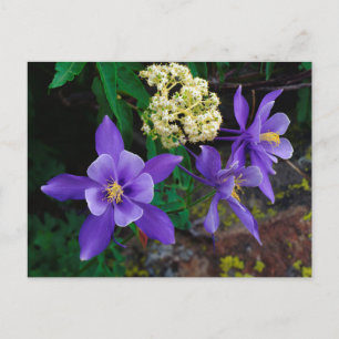 Mutante Columbine-Wildblumen Postkarte