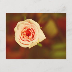 Mute Rose Postkarte