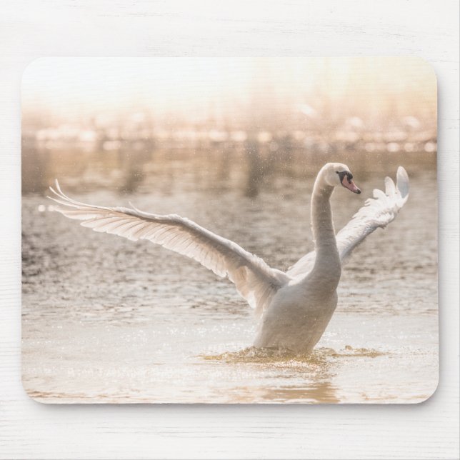 Mute Swan am Morgen Licht Mousepad (Vorne)