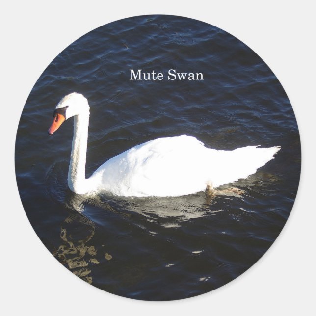 Mute Swan Aufkleber (Vorderseite)
