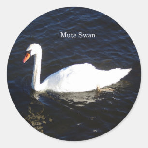 Mute-Swan-Aufkleber Runder Aufkleber