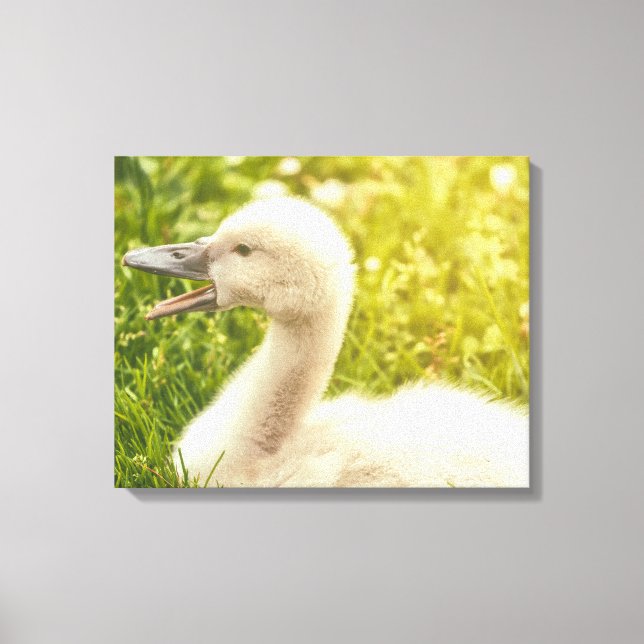 Mute Swan Cygnet Leinwanddruck (Vorderseite)