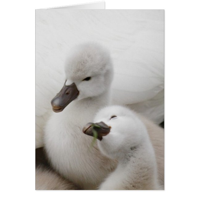 Mute Swan Cygnets (Vorne)